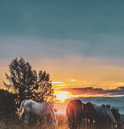 Maa Jet Tours and Travels